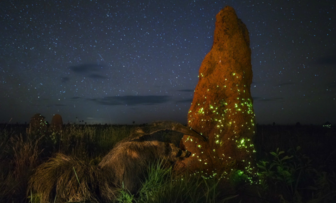Ночной захватчик
Бразильский фотограф Марсио Кабрал отправился в национальный парк Эмас, чтобы сделать одну-единственную фотографию. Работа «Ночной захватчик» заняла первое место в категории «Животные в среде их обитания».
