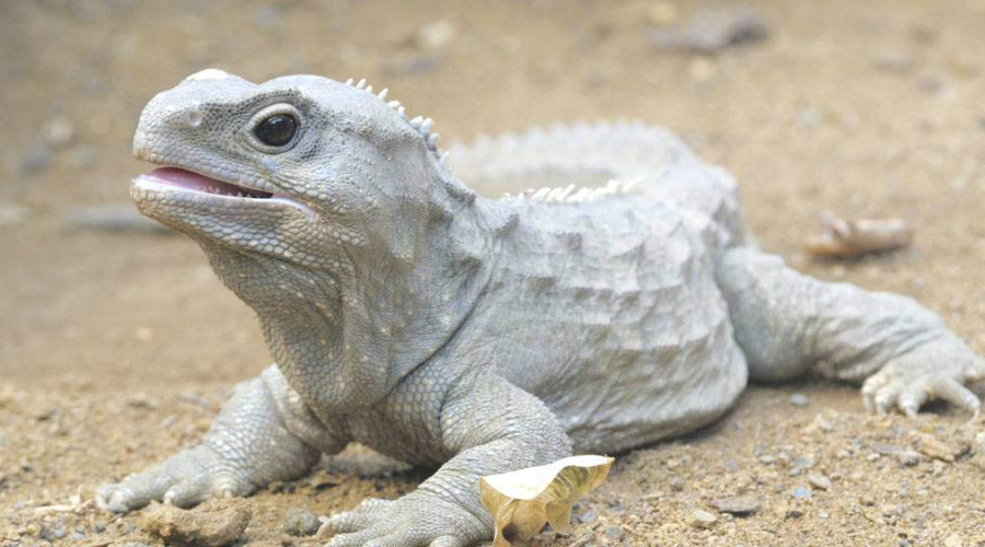 Гаттерия
Еще одна необычная рептилия, появившаяся на Земле примерно 230 миллионов лет назад. Это эндемики Новой Зеландии, нигде больше не встречающиеся. Гаттерии доживают до ста лет и имеют третий глаз, расположенный на затылке.