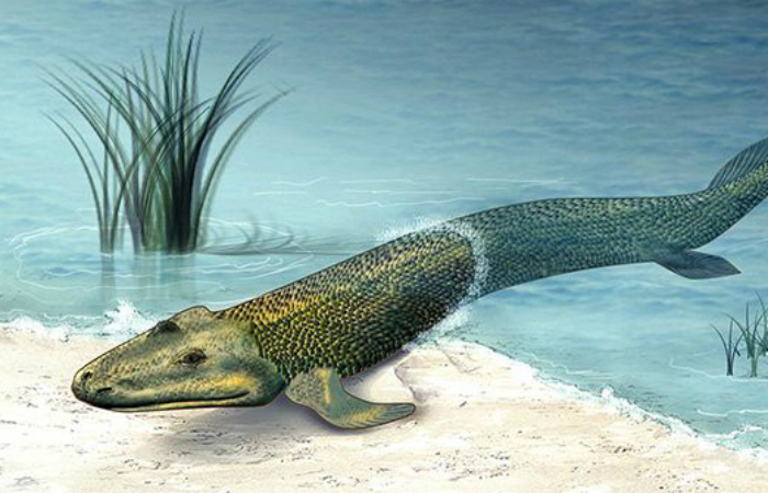 Тикталик
Тикталик — странная помесь рыбы и крокодила. Представьте себе, что эволюция в ту пору еще не решила, как оставить лучше, и подарила современной рептилии плавники и рыбье тело. Сегодня археологи считают тикталика эволюционным связующим звеном между плавающими рыбами и их потомками.