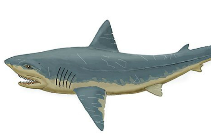 Скваликоракс
Внешне скваликоракс очень напоминает современную нам большую белую акулу. Останки этого океанического монстра находили в Северной Америке, Европе и Африки. Скваликоракс питался даже огромными динозаврами — с таким набором зубов, каждый из которых вырастал до 5-7 сантиметров, проблем с охотой у него не было.