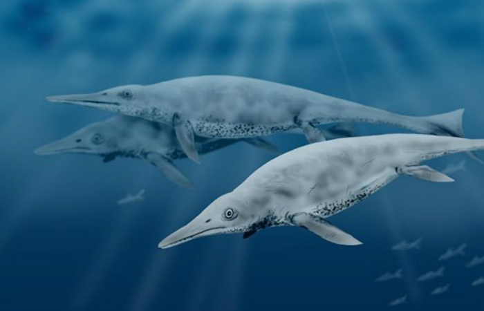 Шастазавр
Калифорния, Британская Колумбия и Китай — огромный монстр шастазавр считал океаны этих мест своей вотчиной. Сегодня археологи полагают, что шастазавр был одной из самых больших морских рептилий того времени, ведь вырастал он аж до 22 метров длиной. Несмотря на невероятные размеры, шастозавр питался в основном мелкой рыбой, головоногими моллюсками и кальмарами.