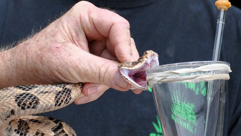 Сборщик змеиного яда
Специалист проводит свой день наедине с опасными змеями, вручную выдавливая яд из их желез. Несмотря на обширные меры безопасности, инциденты происходят постоянно.
