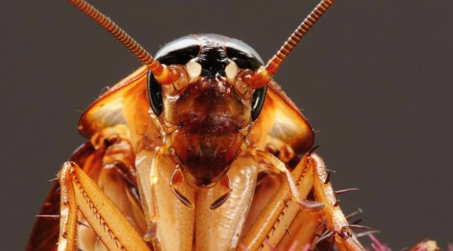 Тараканы
Да, самых обычных тараканов также можно называть живыми ископаемыми. Эти неприятные насекомые появились на Земле примерно 350 миллионов лет назад. Ученые полагают, что тараканы станут единственным живым организмом, способным пережить даже ядерную зиму.