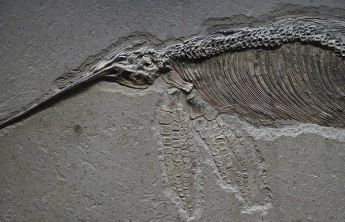 Ихтиозавр
Эти рыбы-ящеры делили океан с другими гигантскими монстрами того времени. Ихтиозавры по строению немного напоминали современных китов: дышали воздухом и были лишены жабр. Тем не менее потомство ихтиозавров появлялось в воде.