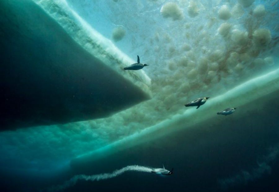 Охота пингвинов
Лорен Баллеста
Императорские пингвины ныряют в океан в поисках пищи. Бурые пятна над ними — это микроводоросли, которые цепляются за морской лед.