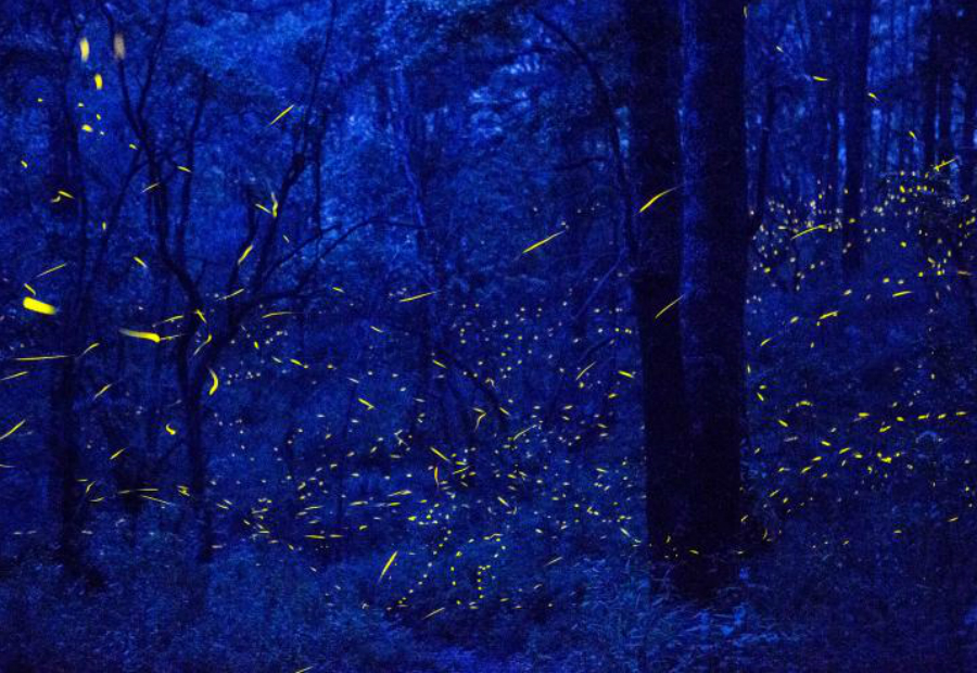 Светлячки
Кирстен Льюис
Святилище Санта-Клары похоже наполнено самой настоящей магией. По крайней мере ночью, когда просыпаются и вылетают из своих убежишь миллионы светлячков.
