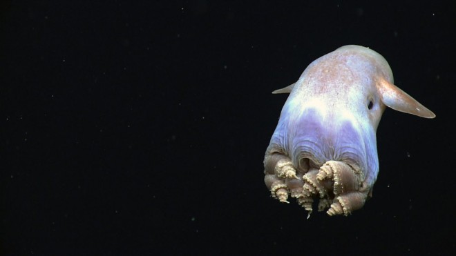 this-cute-little-guy-is-a-dumbo-octopus-the-deepest-dwelling-octopus