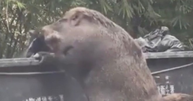Terrifying-moment-a-giant-feral-boar