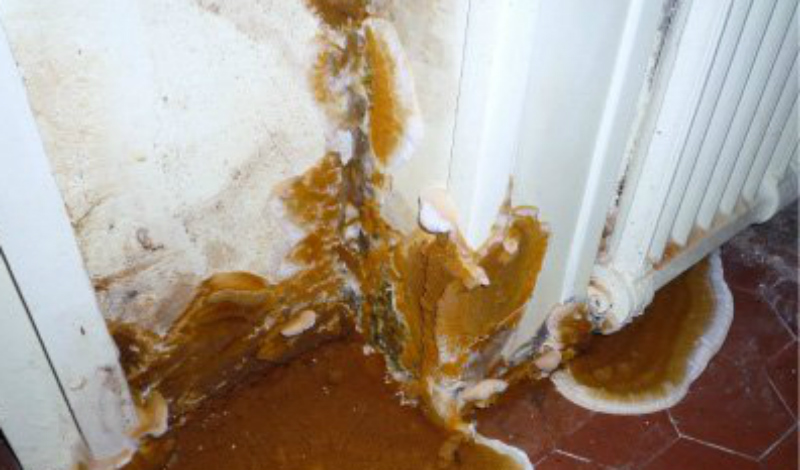 Протечка воды
Проблемы с трубами встречаются даже в новых домах. Обратите внимание, не просачивается ли вода у вас на стене или даже на потолке — если что-то такое и в самом деле есть, то плесень почти наверняка растет где-то в доме.
