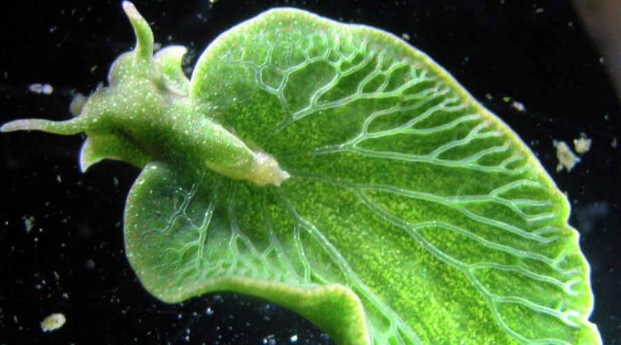 Морской зеленый слизень
Обитающий в тропических морях зеленый слизень буквально ворует гены у водорослей. Подумайте об этом. Это существо способно выживать без еды долгие месяцы, поскольку берет гены у водорослей и использует их для создания системы фотосинтеза внутри своих клеток.