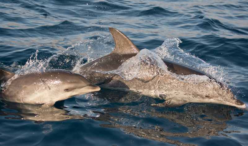Дельфины
Умные и добрые дельфины на деле оказываются довольно жестокими созданиями. К примеру, в сезон размножения начинается ужасная конкуренция за самок: самцы могут втроем накинуться на представительницу слабого пола, вне зависимости от ее расположения. Кроме того, взрослые афалины часто сбиваются в стаи и буквально забивают новорожденных телят — так они провоцируют возобновление течки у самки. Вот здесь мы описали еще несколько довольно мрачных тайн «милых» дельфинов. 