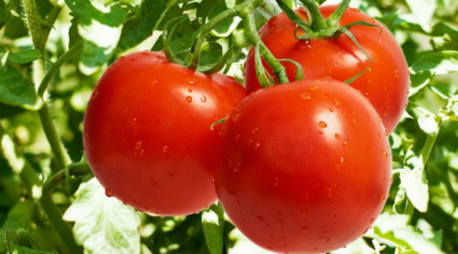 Помидоры
Индийские ученые доказали, что свежие помидоры отличаются высоким содержанием ликопена — элемента, предотвращающего затвердевание стенок артерий. Кроме того, ликопен является очень мощным антиоксидантом, снижающим риск возникновения сердечно-сосудистых заболеваний.