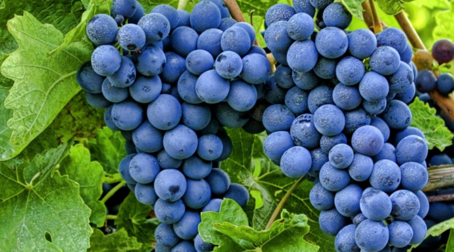Виноград
Высокое содержание антиоксидантов в винограде помогает этой ягоде противостоять окислению холестерина. В результате этого процесса и формируется «грязный» налет на стенках артерий. Кроме того, виноград рекомендуют врачи в качестве поддерживающего продукта — он уменьшает риск образования тромбов.