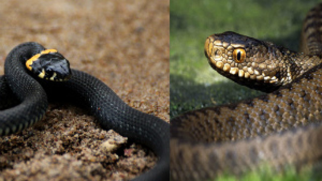 Различия ужа и гадюки 3. Змея уж и гадюка. Змеи ужи и гадюки. Уж и гадюка ядовитые змеи. Гадюка Никольского (Vipera nikolskii).