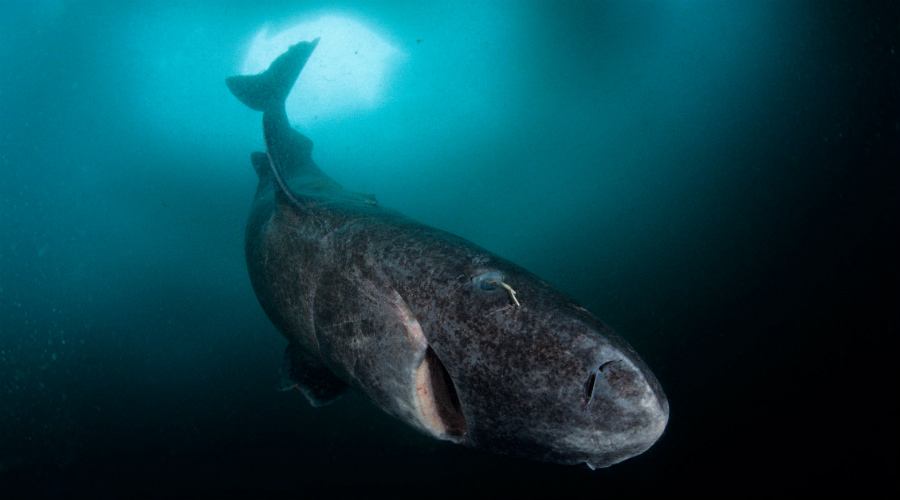 Гренландская акула
300 лет
В среднем гренландские акулы доживают до двухсот лет, но попадаются и экземпляры, разменявшие уже третий век. Они живут так долго, потому что растут медленно — примерно по сантиметру в год, а зрелости достигают только к своему столетию. Неплохое детство!