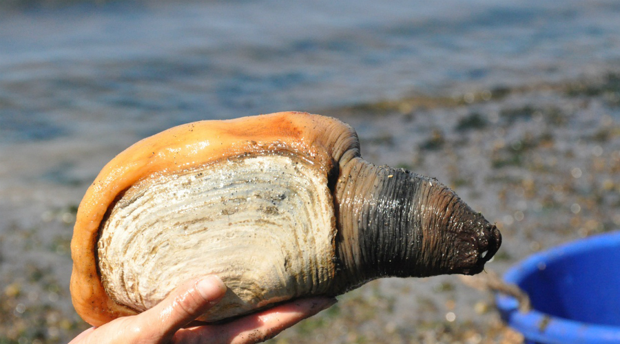 Гуидак
168 лет
Странно выглядящий вид морских моллюсков и самый большой из всех роющих моллюсков в принципе. Средняя продолжительность жизни этого удивительного создания превышает 150 лет, самому старому найденному гуидаку было 168.