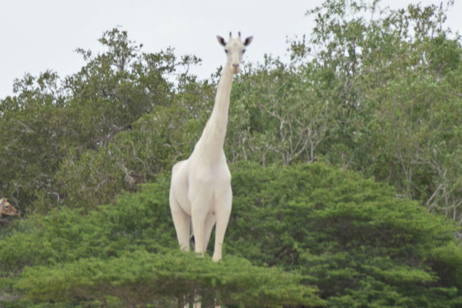 В Африке случайно попал на видео белый жираф